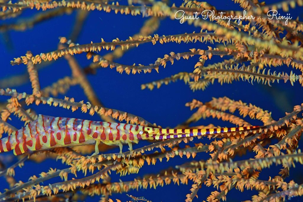 Namidea Yokohama 柏島ツアー!