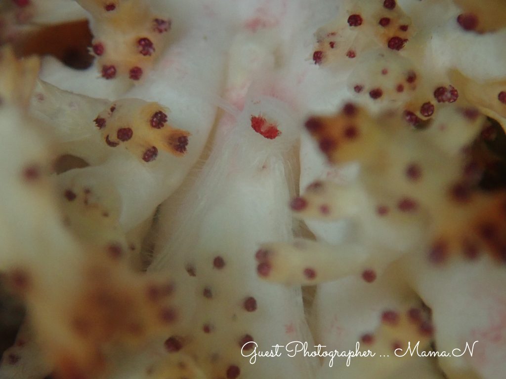 Namidea Yokohama 柏島ツアー!