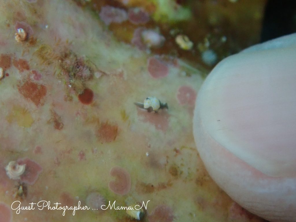 Namidea Yokohama 柏島ツアー!