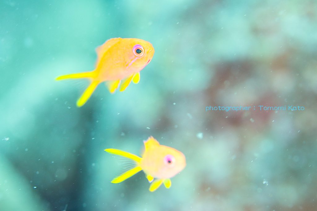 個人的に気に入っているキンギョハナダイの幼魚たち