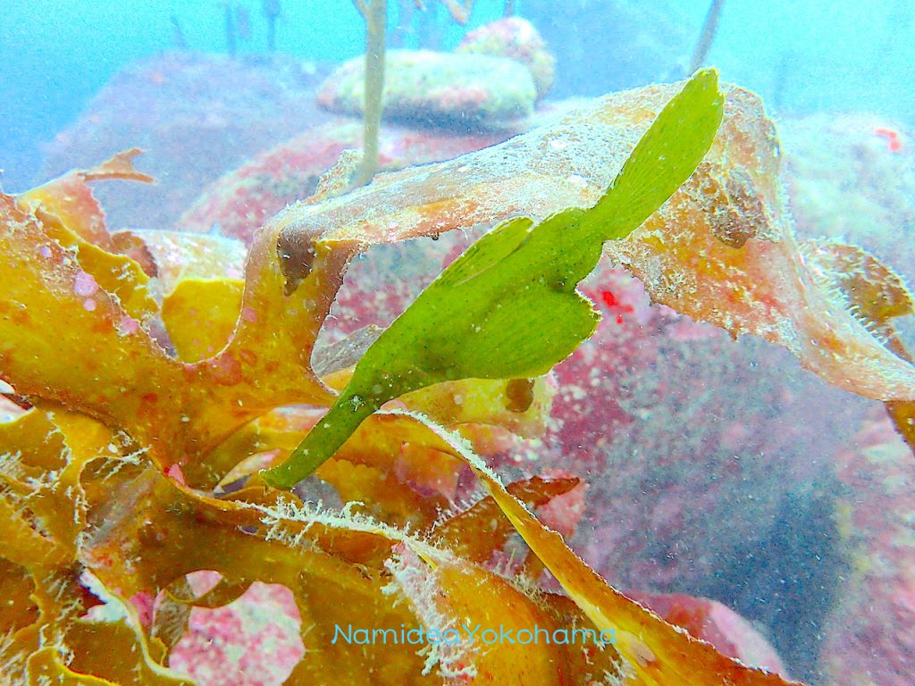 まるで海藻のようなカミソリウオ擬態上手