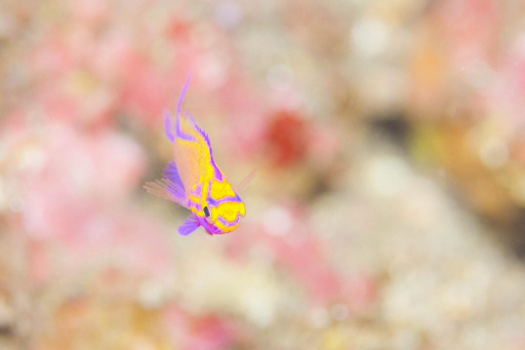 Namidea Yokohama 営業時間案内