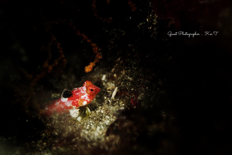 Namidea Yokohama 2018年越しツアー!