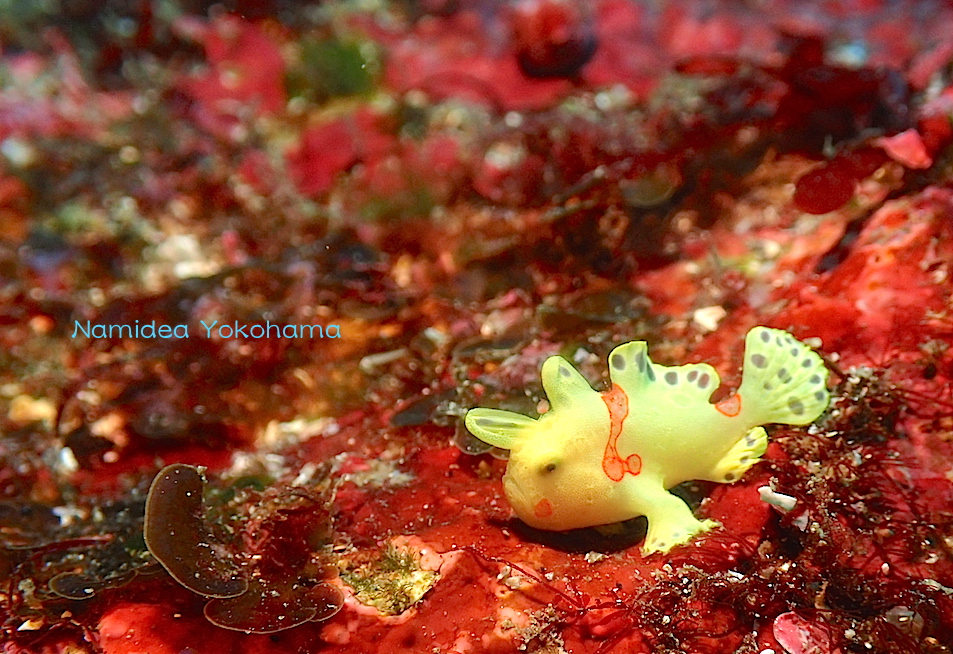２の根のカエルアンコウは健在でした