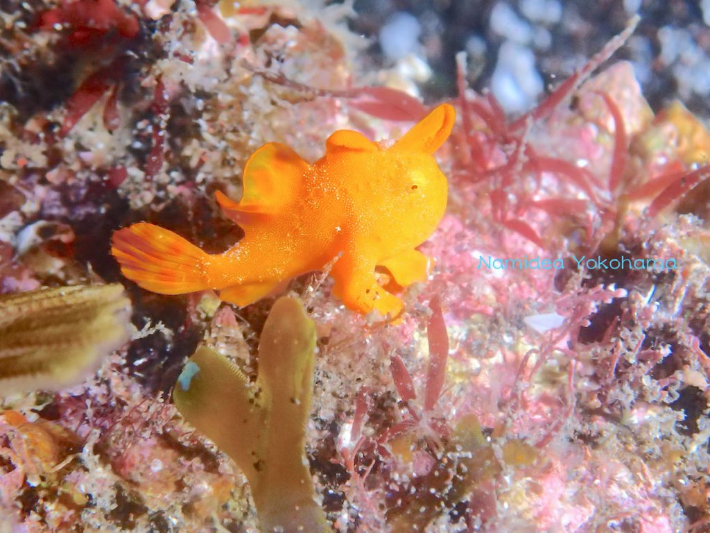 しばらく居てくれている大瀬崎湾内のイロカエルアンコウ