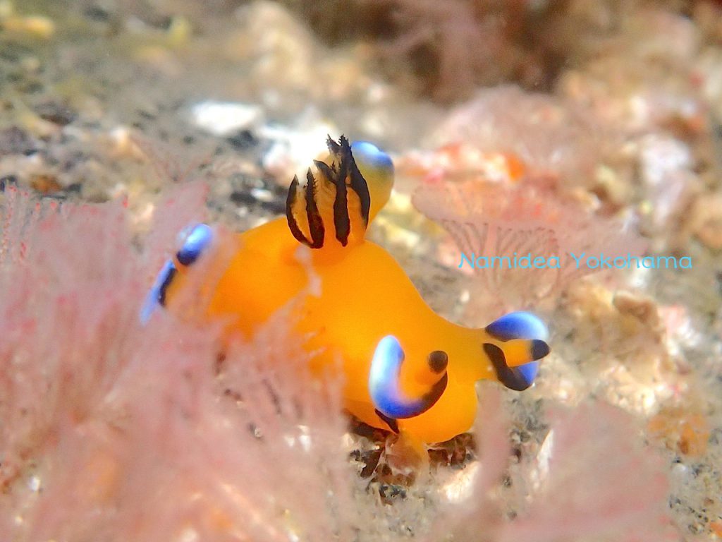 ピカチューは大きめぼってりでした