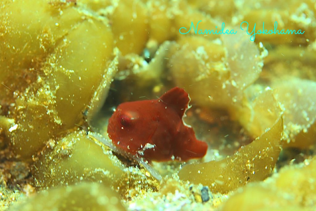 早川でかろうじて撮れた一枚!親ダンゴウオ!