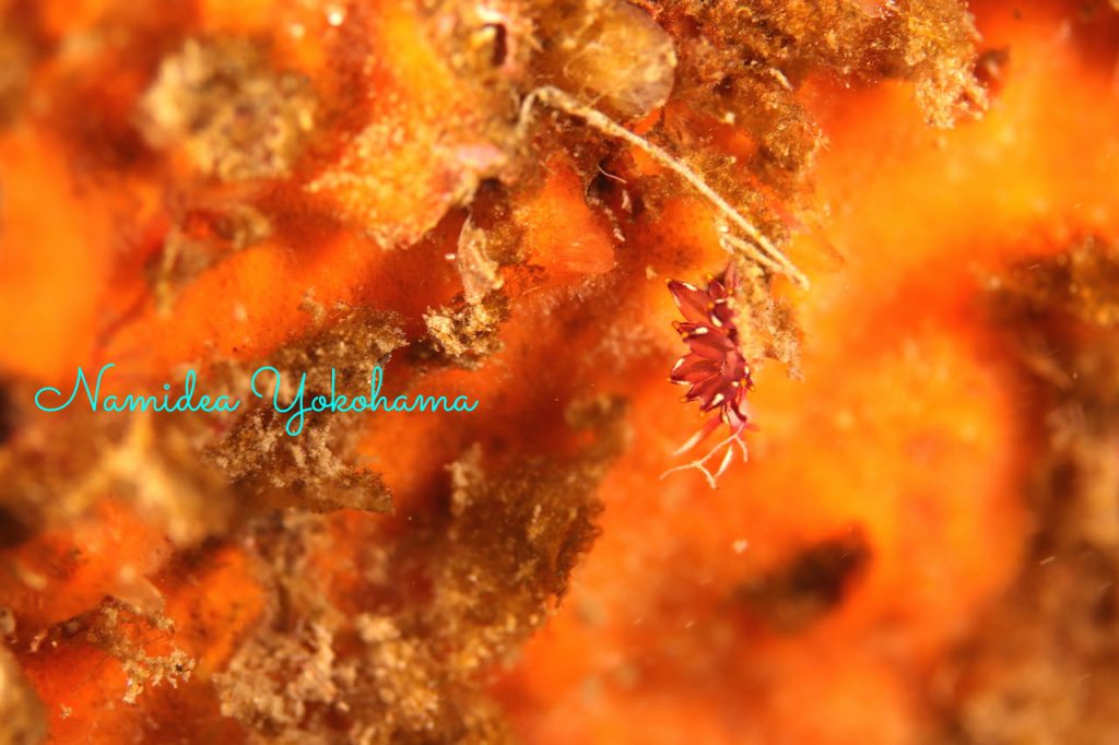 早川 ダイビング ノトアリモウミウシ