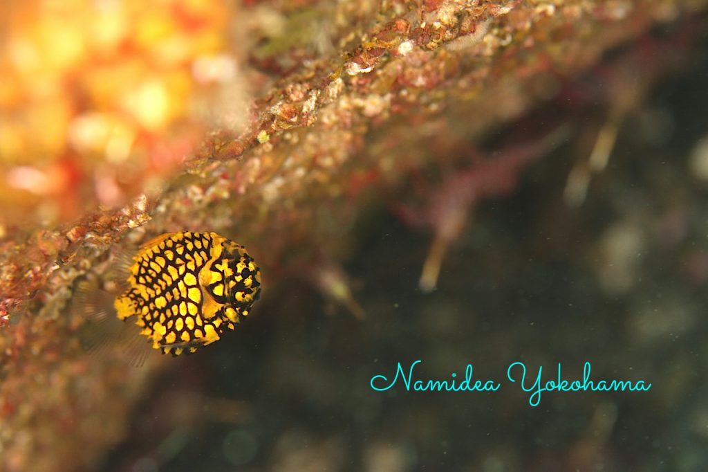 早川のマツカサウオ3兄弟!