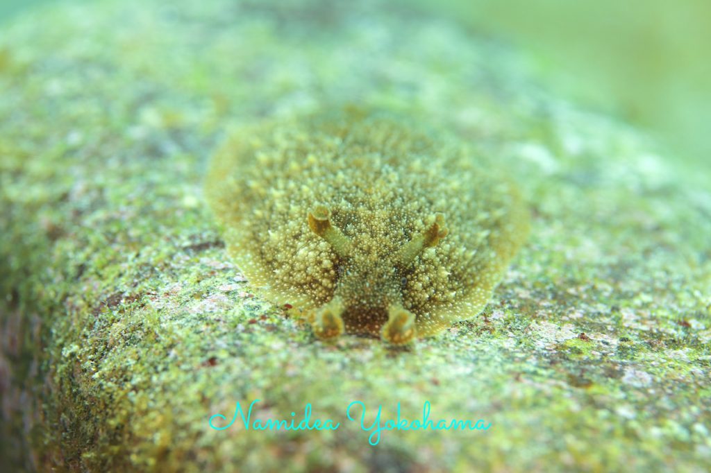 とっても地味系だけどとにかくたくさん!目もはっきりわかります!