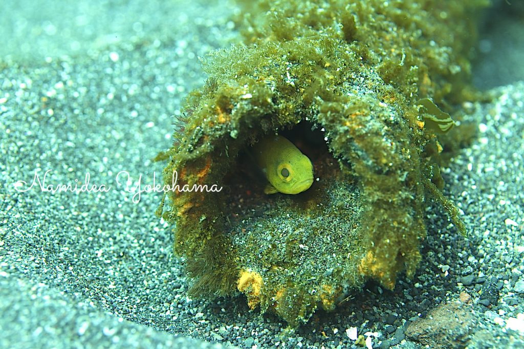 まるでミジンベニハゼのようで違うお魚