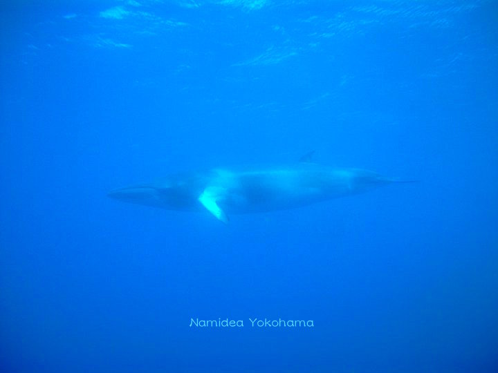 いつか見せてあげたい水中の景色：オーストラリアのミンククジラ