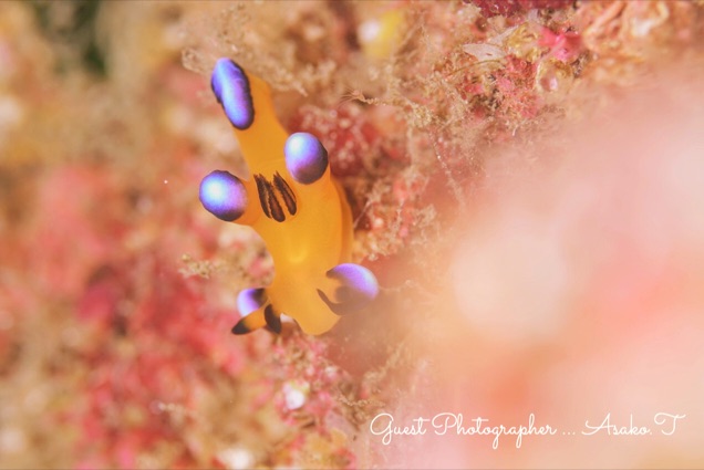 Namidea Yokohama 2019始動!