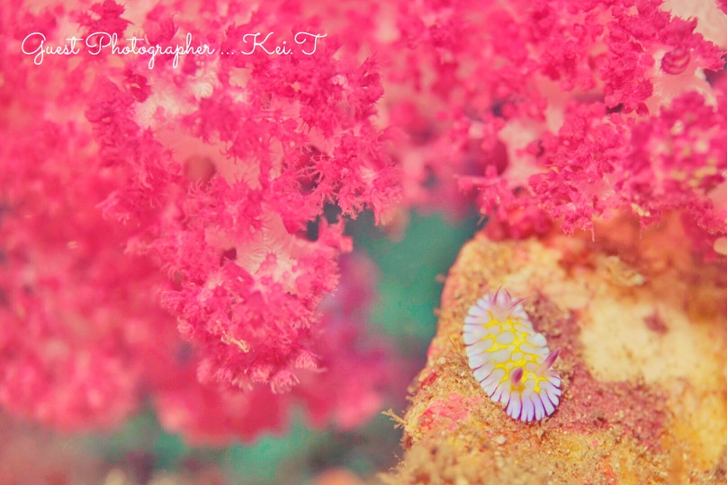 Namidea Yokohama 2019始動!