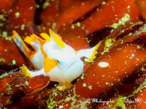 Namidea Yokohama 2019始動!