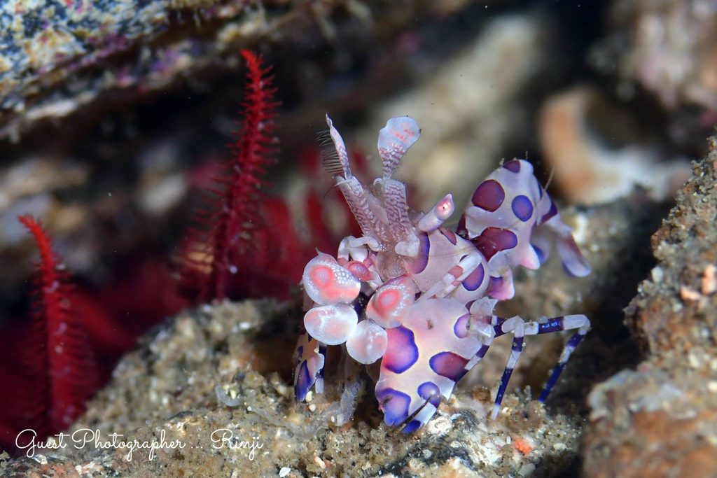 Namidea Yokohama 2019始動!