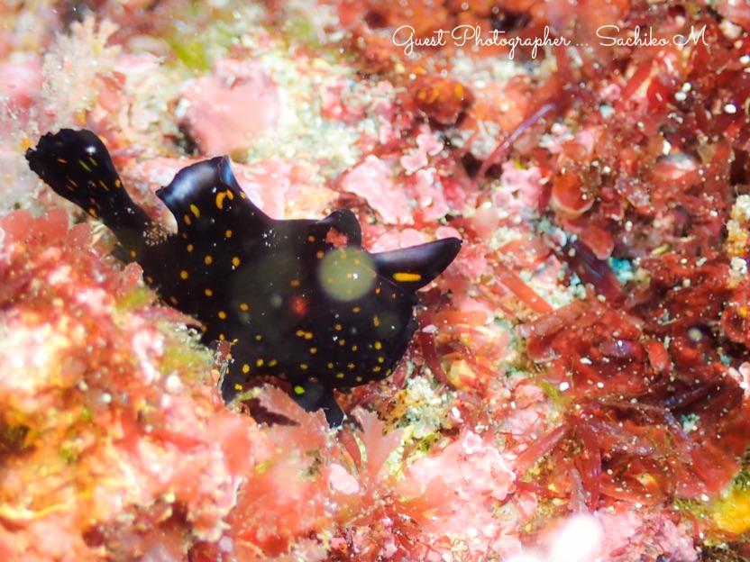 Namidea Yokohama 2019始動!