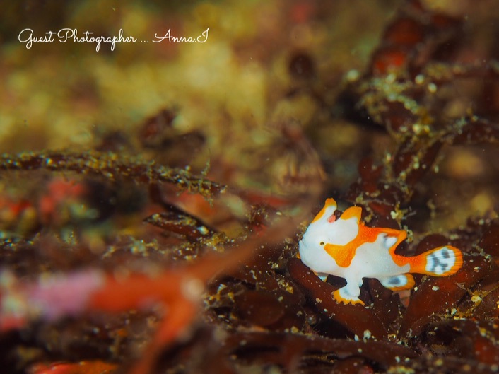 Namidea Yokohama 2019始動!