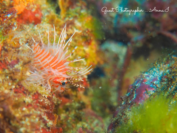 Namidea Yokohama 2019始動!