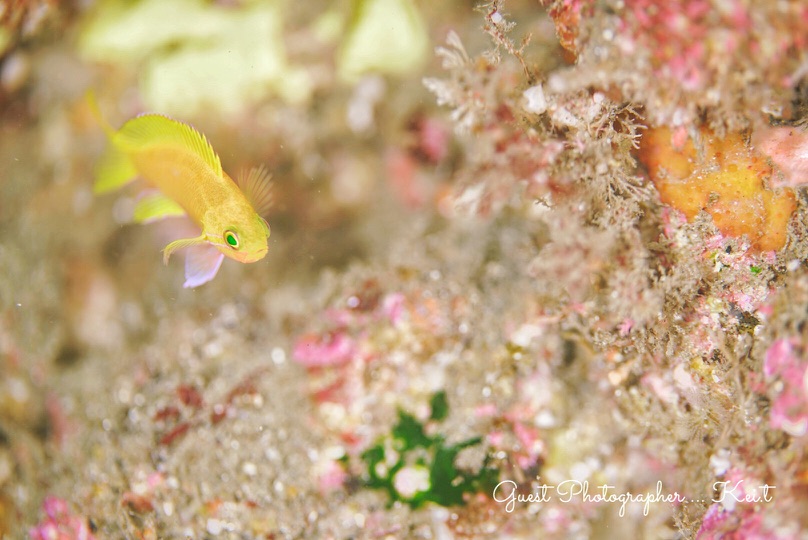 Namidea Yokohama 2019始動!