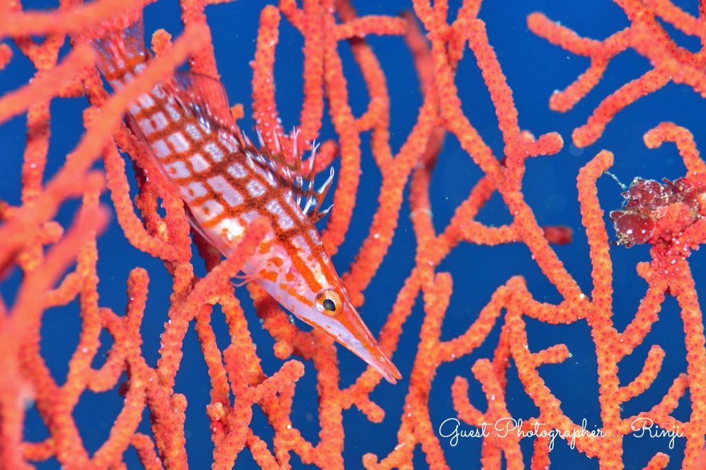 Namidea Yokohama 2019始動!