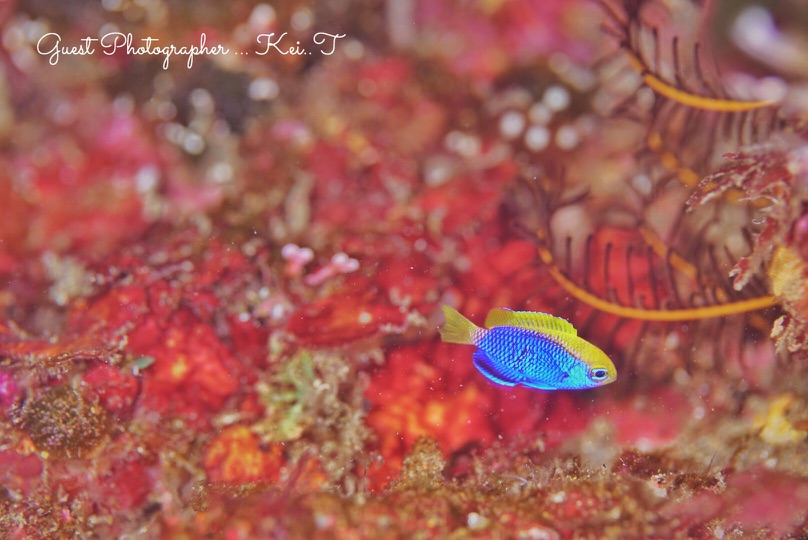 Namidea Yokohama 2019始動!