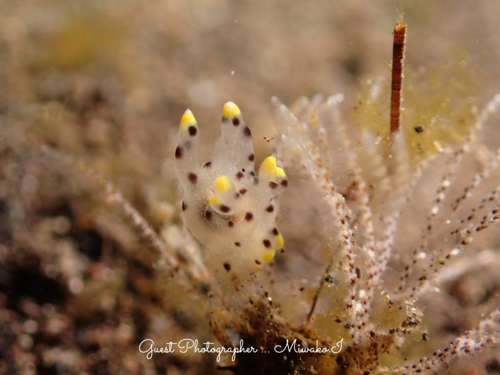 Namidea Yokohama 海