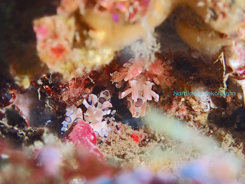 お年玉付きのお正月ツアー フリソデエビのペアは美しかったです