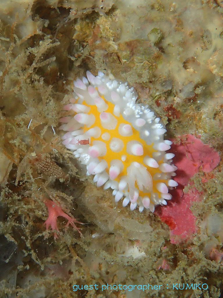 ナミディアかっちゃまツアー イガグリウミウシ