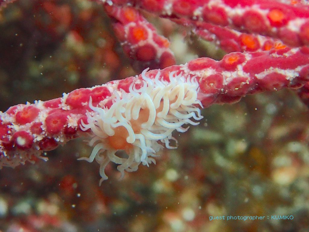 ナミディアかっちゃまツアー!ナマハゲウミウシ