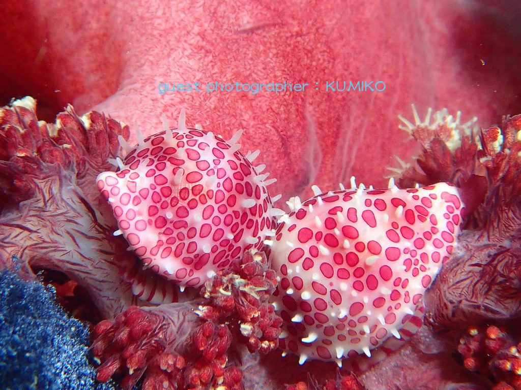 ナミディアかっちゃまツアーテンロクケボリガイ