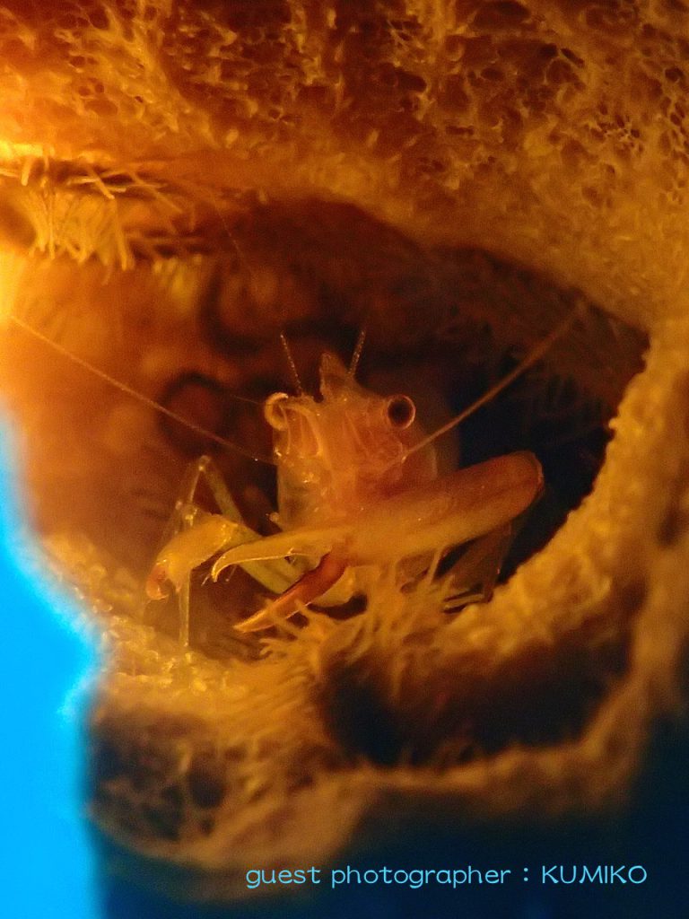 ナミディアかっちゃまツアーザラカイメンカクレエビ