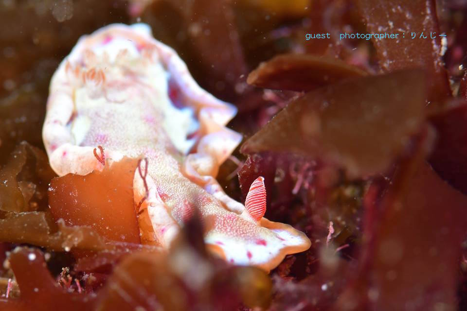 ３連休平沢ツアーミカドウミウシの幼体