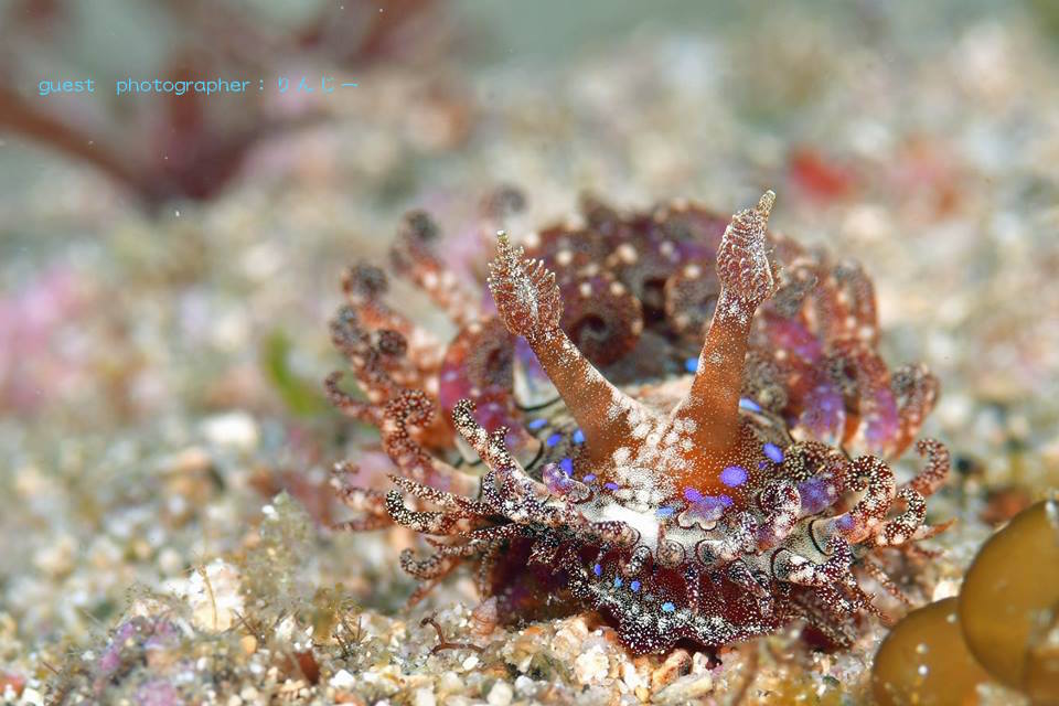ナミディアリクエスト平沢ツアー　ハナショウジョウウミウシ
