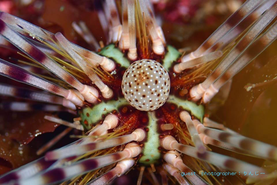 ずっと気になっていたトックリガンガゼモドキ