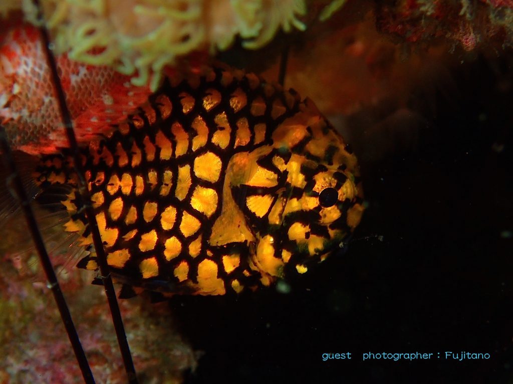 静浦でひっそりかくれていたマツカサウオ