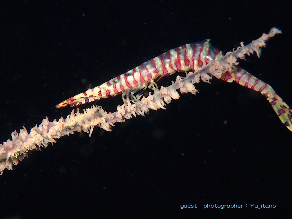 目的のゴルゴニアンシュリンプ!無事に発見!