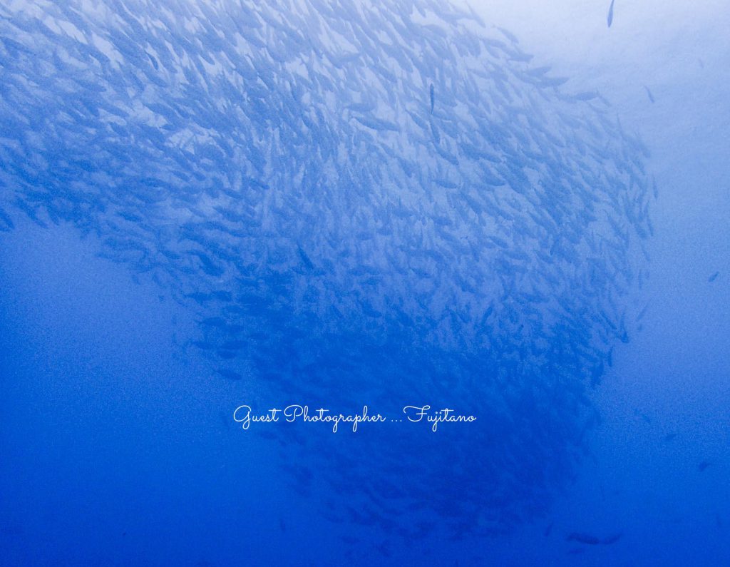 Namidea Yokohama 紀伊半島ツアー!