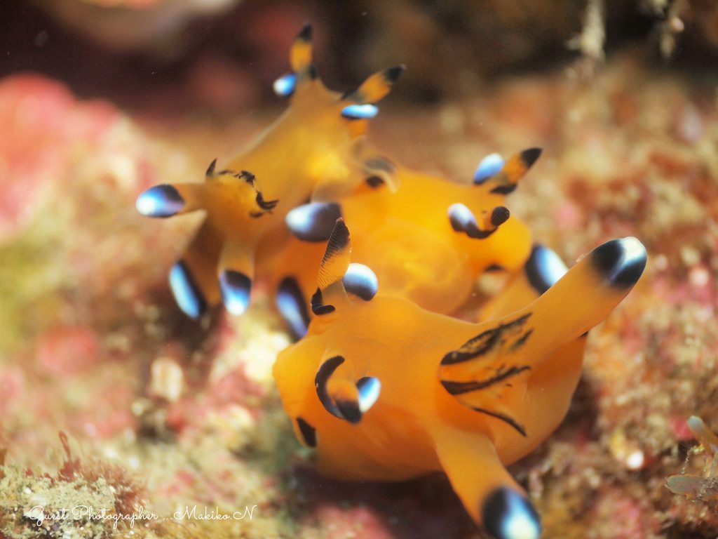 Namidea Yokohama 紀伊半島ツアー!