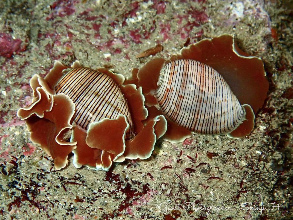 Namidea Yokohama 紀伊半島ツアー!