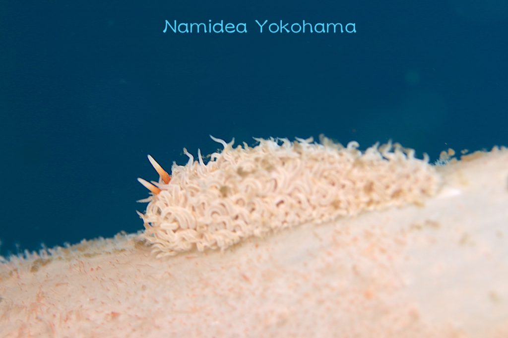 静浦のショートドロップで偶然発見!ナマハゲミノウミウシ