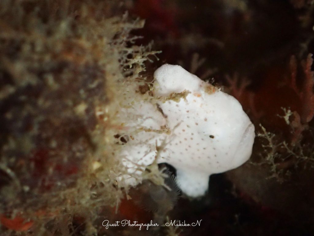 Namidea Yokohama 紀伊半島ツアー!