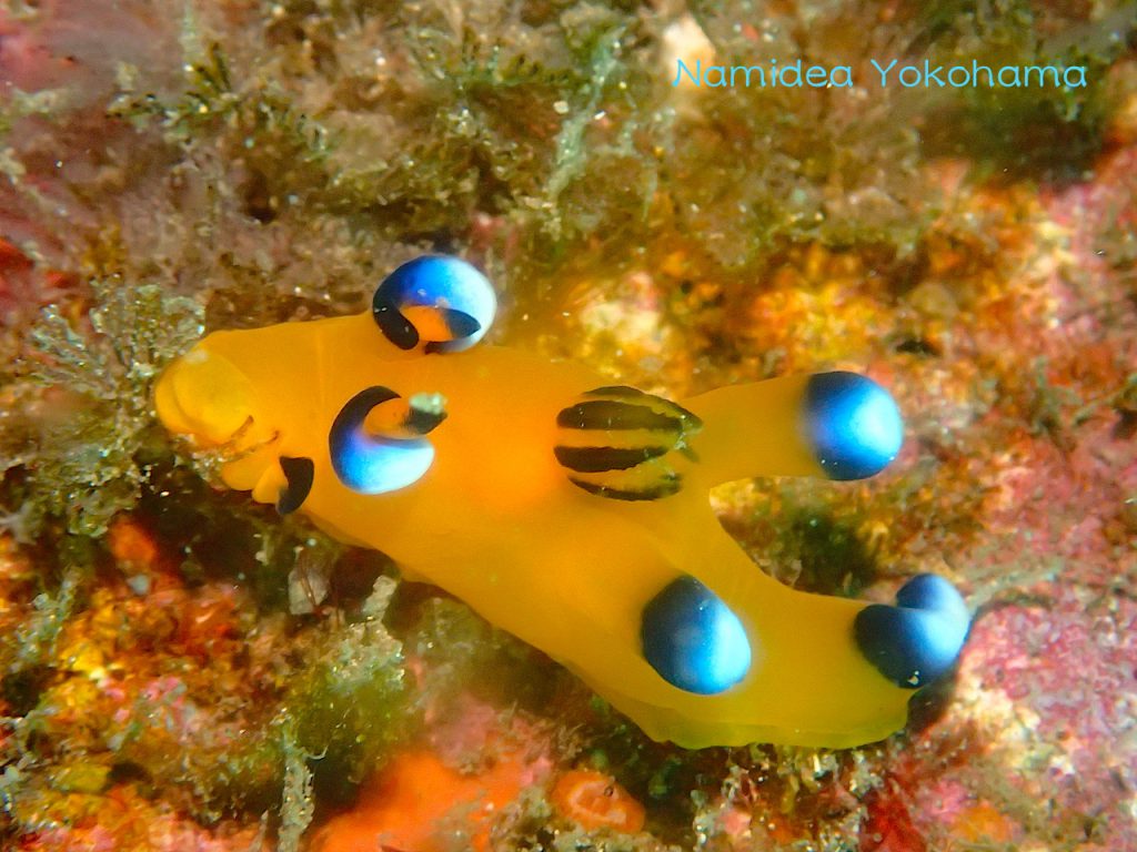 ナミディア平日平沢ツアーピカチューはお食事中でした