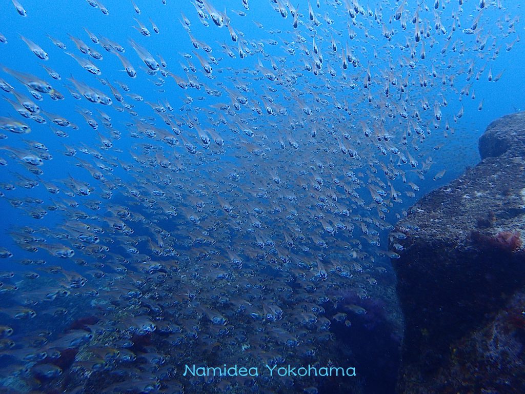 初島の水中は群れが歓迎してくれます
