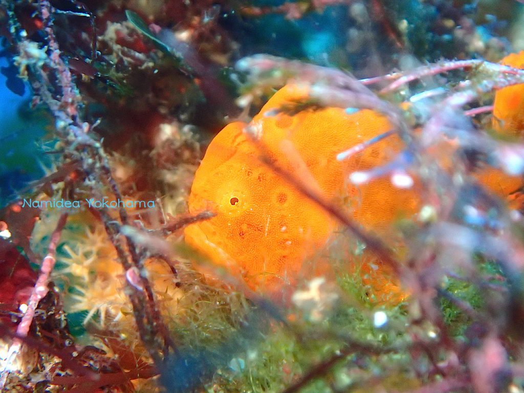 初島のカエルいアンコウはとっても隠れ上手でした!