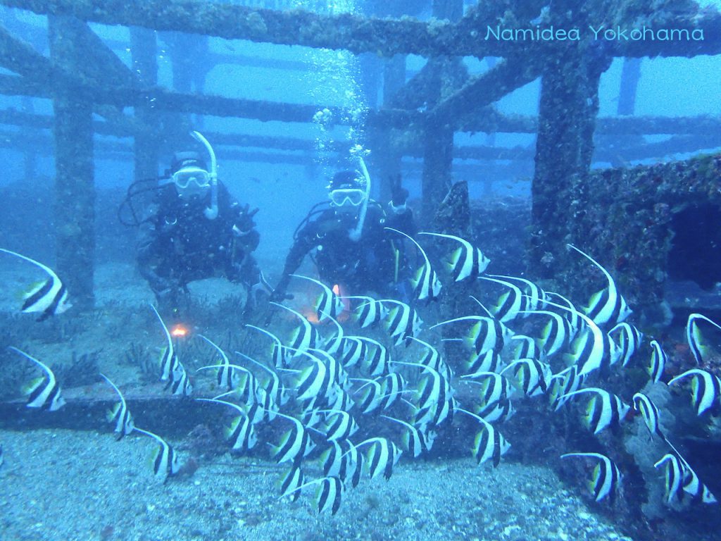 初島名物ダイワハウス!!今回はムレハタタテダイが!