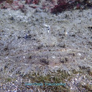 やっぱり迫力満点のキアンコウ