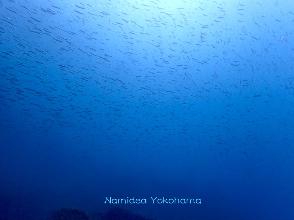 ナミディア福浦ツアーはキビナゴ大群に遭遇
