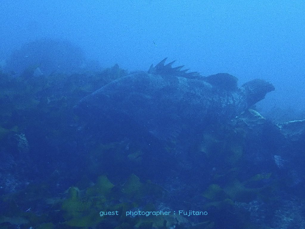 ナミディア初の房総・西川名ツアーでクエに遭遇