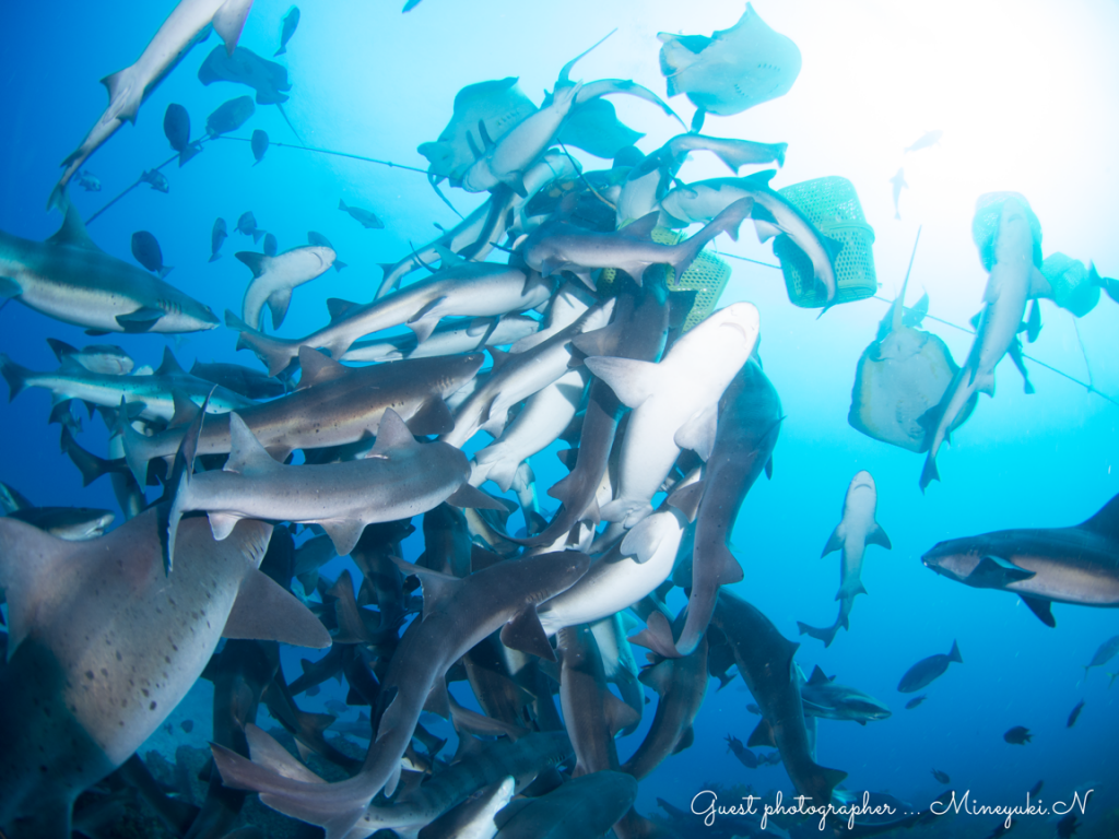 Namidea Yokohama サメ三昧！